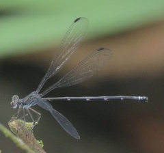 Acanthagrion speculum