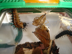 Doleschallia bisaltide denisi