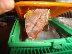 Doleschallia bisaltide denisi