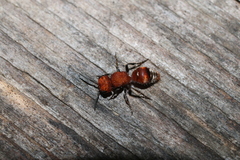 Pseudomethoca vanduzei