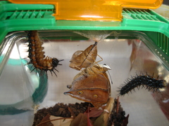 Doleschallia bisaltide denisi