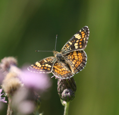 Phyciodes pulchella camillus