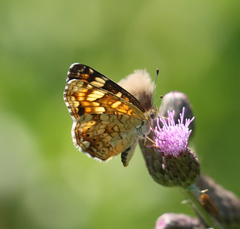 Phyciodes pulchella camillus