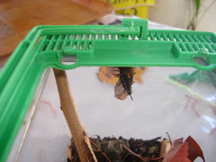 Doleschallia bisaltide denisi