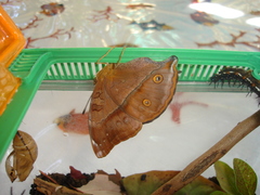 Doleschallia bisaltide denisi