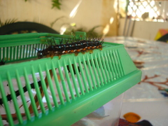 Doleschallia bisaltide denisi