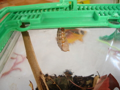 Doleschallia bisaltide denisi