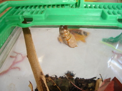 Doleschallia bisaltide denisi