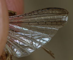 Omocestus haemorrhoidalis