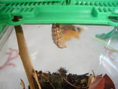 Doleschallia bisaltide denisi