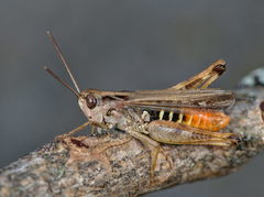 Omocestus haemorrhoidalis