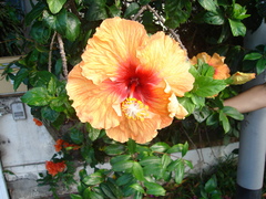Hibiscus