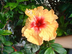 Hibiscus