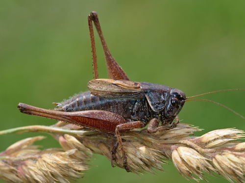 Purple Meadow Bush-cricket