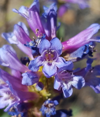 Penstemon euglaucus