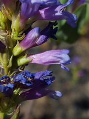 Penstemon euglaucus