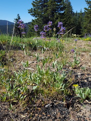 Penstemon euglaucus