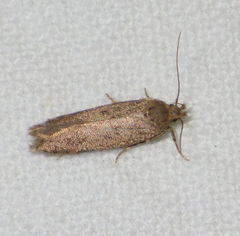 Bryotropha terrella