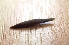 Paracephaleus hudsoni