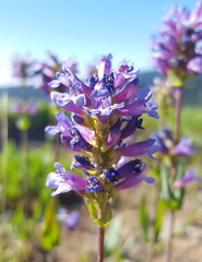 Penstemon euglaucus