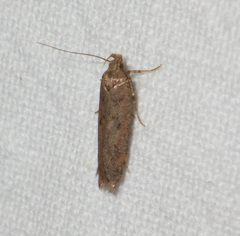 Bryotropha terrella