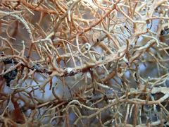 Usnea angulata