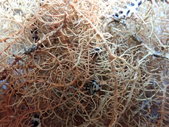 Usnea angulata