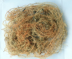 Usnea angulata