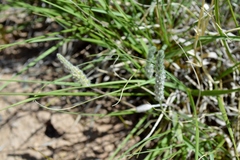 Plantago patagonica
