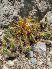 Astrophytum ornatum