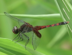 Erythrodiplax fervida