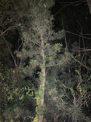Podocarpus macrophyllus