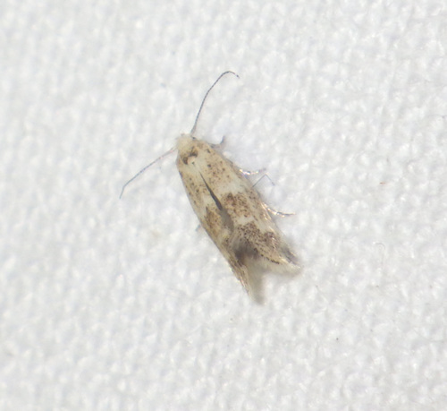 Elachista lugdunensis