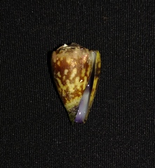 Conus nux