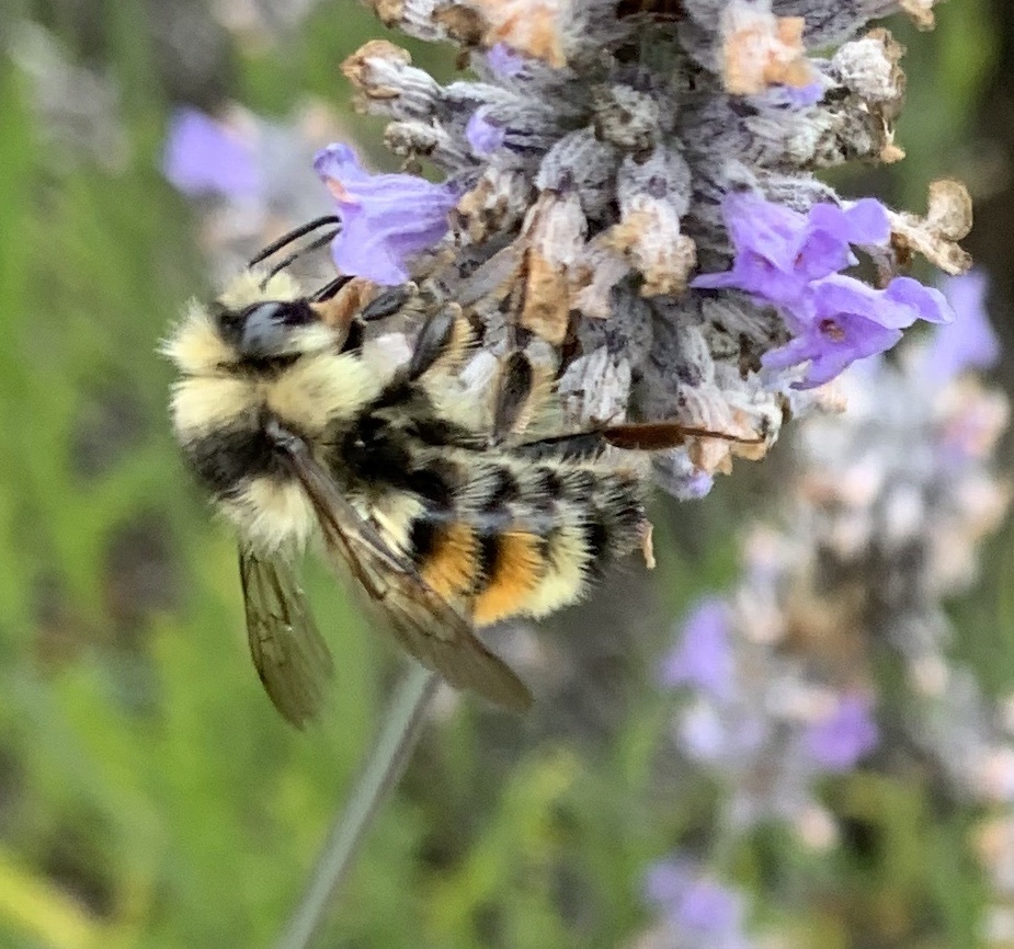 Two-form Bumble Bee Complex