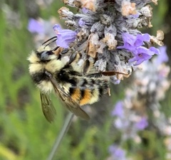 Two-form Bumble Bee Complex