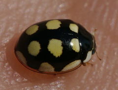 Oenopia lyncea