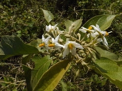 Solanum torvum
