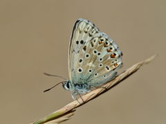 Polyommatus hispana