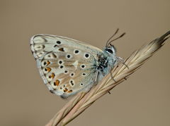 Polyommatus hispana