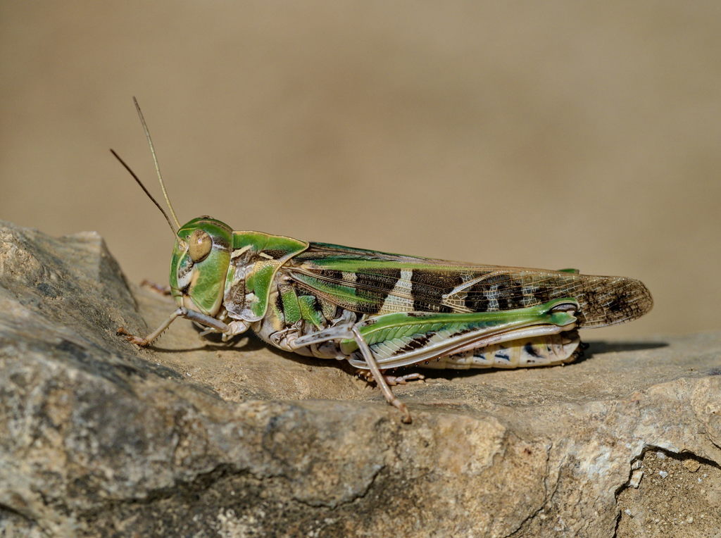 Handsome Cross Grasshopper