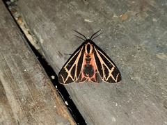 Apantesis nais