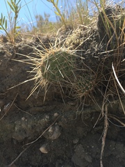 Opuntia polyacantha polyacantha