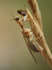 Mantispa aphavexelte