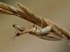 Mantispa aphavexelte