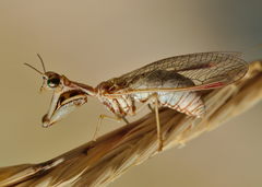 Mantispa aphavexelte