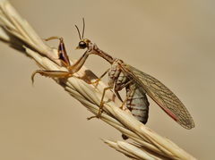 Mantispa aphavexelte