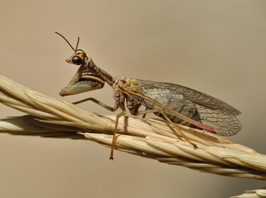 Mantispa aphavexelte
