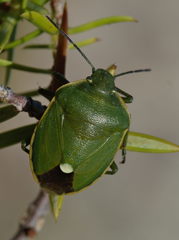 Chlorochroa juniperina
