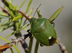 Chlorochroa juniperina